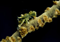   looks like whip coral partner shrimp. Phota was taken Si Amil Island region Sipadan. took depth 25m strong current. shrimp Sipadan current  